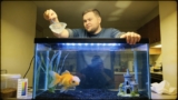 Popeye Disease In Fish: Causes, Treatment  Prevention