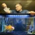 Are Angelfish Aggressive ? (And Why ?)