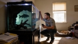 15 Predatory Aggressive Freshwater Fish For Your Tank