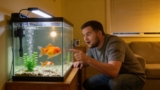 How To Care For Your Pregnant Goldfish