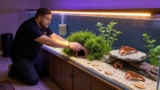Mexican Dwarf Crayfish Care: Proper Tank Setup  Breeding