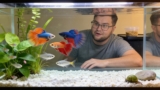 Guppy Feeding Guide (Proven Advice For A Long Life)