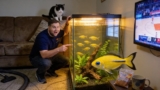 Forktail Rainbowfish 101 (Pseudomugil Furcatus)