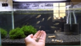 Pygmy Cory Secrets: Tank, Food, and Care