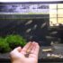 Types Of Betta: Tail Type, Color, Patterns With Pictures