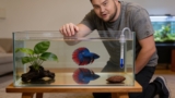 Betta Quarantine Tank : How To Setup For Success