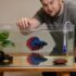 Daphnia for Betta Fish (Everything You Need To Know)