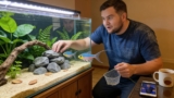 Ram Cichlid Care Guide: Tank Setup, Diet, Breeding & More