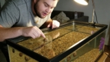 Ramshorn Snail 101: Care, Breeding, Lifespan, Eggs More