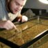 Silver Arowana 101: Care, Size, Tank Mates More!