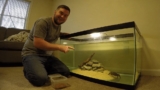 Red Claw Crab 101: Care, Tank Setup, Diet More