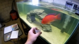 Red Empress Cichlid Care Unveiled