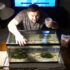 Yoyo Loach Care 101: Size, Tank Mates, Lifespan More