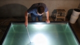 Redtail Catfish: Giant Care Challenges Unveiled