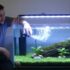 Zebra Danio 101: Care, Size, Lifespan, Tank Mates