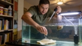 What To Do With Freshwater Snail Eggs In Your Aquarium