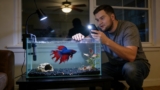 9 Reasons Your Betta Fish’s Fins Look Ripped & 7 Treatments