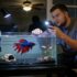 Lucky Bamboo Thrives in Aquariums, Expert Guide