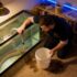 Betta Fish Not Moving: How To Diagnose 15 Common Reasons