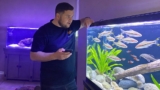 Roseline Shark / Denison Barb: Tank Mates  Care Profile