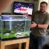 Chinese High Fin Banded Shark 101: The Complete Guide