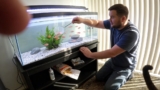 Rosy Barb Care: Tank Mates, Size, Breeding, Diet  More