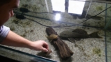Rubbernose Pleco: Essential Care Guide