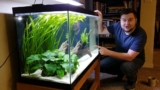 9 Best Aquarium Plants That Grow In Sand