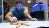 Sand Sifting Sea Star: Care Guide