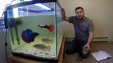 How To Selectively Breed Guppies (And Should You?)