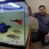 Siamese Algae Eaters: The Only Care Guide You Need