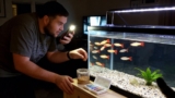 Serpae Tetra 101: Care, Tank Mates, Breeding More