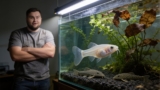 7 Reasons Your Guppy Is Dying 5 Common Symptoms