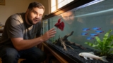 Where Do Betta Fish Live In The Wild?