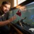 Shubunkin Goldfish 101: Care, Size, Lifespan More