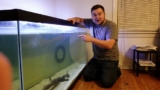 Why Sharks in Aquariums Teach Us More Than You Think