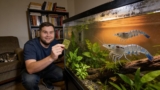 Amano Shrimp Lifespan: How Long Do They Live & Tips to Maximize It