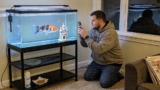 Shubunkin Goldfish 101: Care, Size, Lifespan More