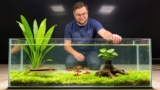 Siamese Algae Eater Care: From Start To Finish