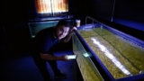 Mystery of the Black Ghost Knife Fish