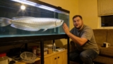 Silver Arowana 101: Care, Size, Tank Mates More!