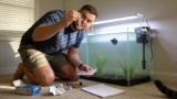 Ammonia, Nitrite, Nitrate – Simplified! (Water Chemistry for New Fishkeepers)