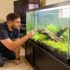 Fin Rot in Goldfish (Causes, Symptoms, Treatment,  Prevention)