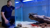 What Eats Fish Poop In An Aquarium