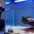 How To Cycle A Fish Tank: Navigating The Nitrogen Cycle