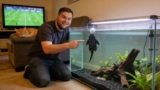 Snowball Pleco Care: The Complete Guide