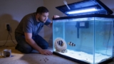 Snowflake Clownfish Care: Lifespan, Types, Size and Breeding