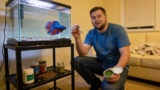 Spirulina For Betta Fish: A Complete Guide to Health and Nutrition