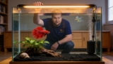 5 Gallon Betta Fish Tank Setup Guide (Step By Step)