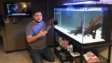 Sunshine Pleco (L014): Care, Growth Rate, Diet  More